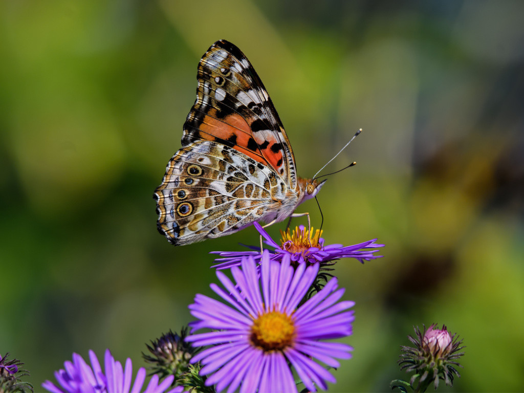 New England Aster Seeds – 500 seeds – Adored by bees, butterflies & birds