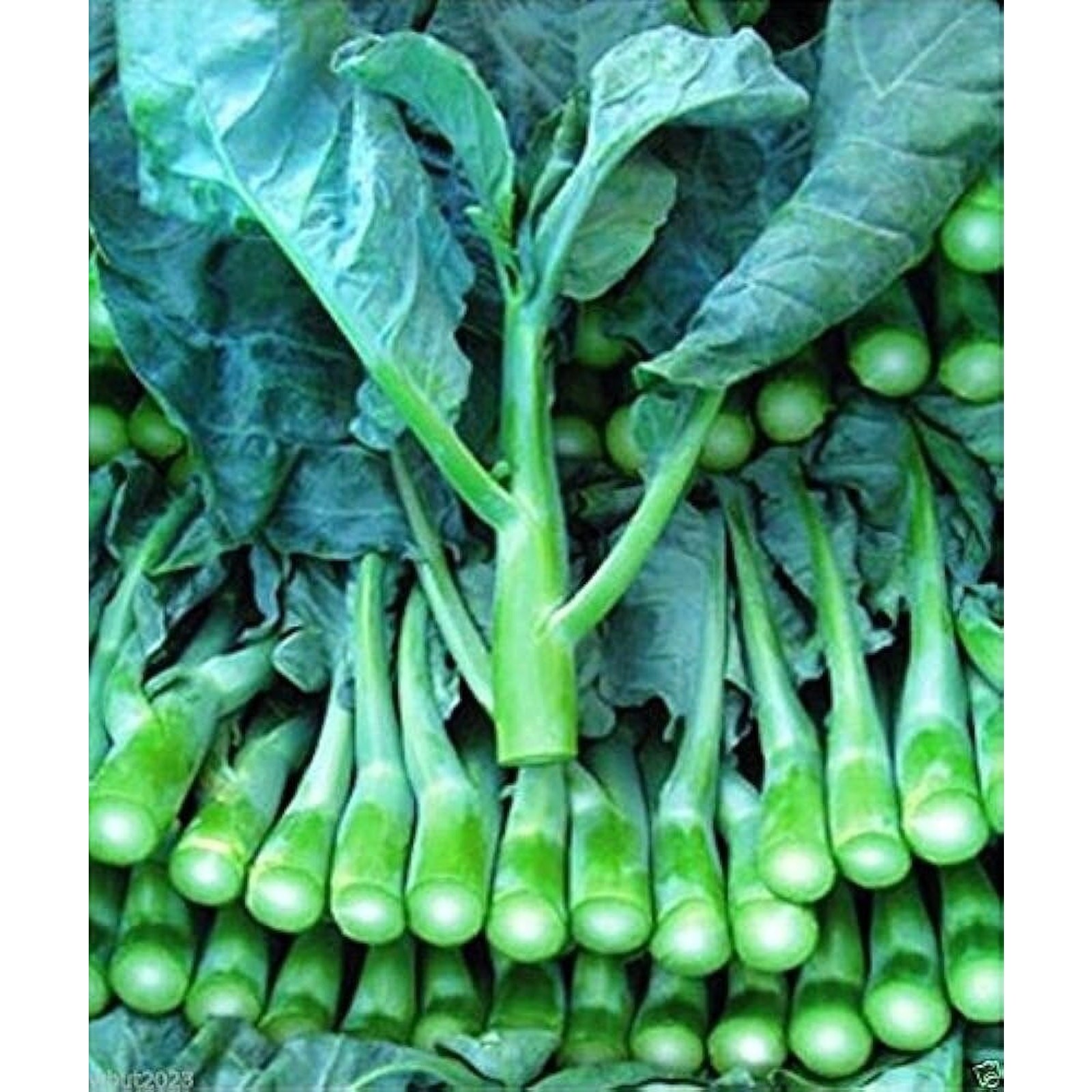 Gailan Chinese Kale Broccoli Organic Vegetable Seeds Garden Seed Heirloom