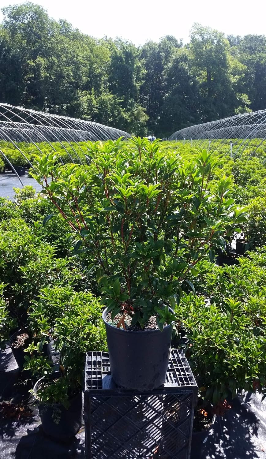 Kalmia LAT. ‘Raspberry Glow’ (Mountain Laurel) Evergreen, Raspberry Pink Flowers