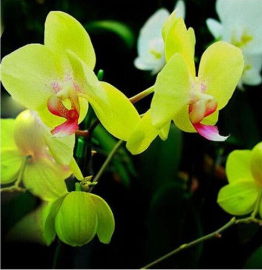 20 SEEDS for Green ORCHID rare flower bloom garden exotic house plant USA Seller
