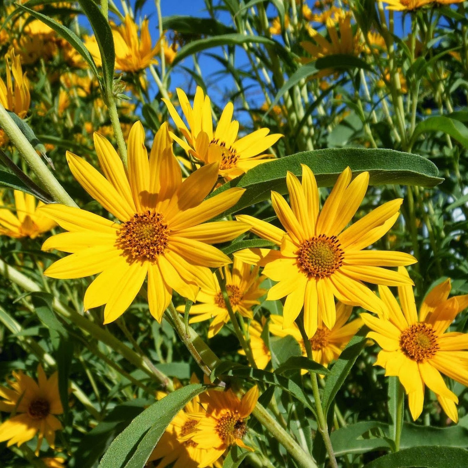 MAXIMILIAN’S SUNFLOWER Helianthus Maximiliani 50 SEEDS