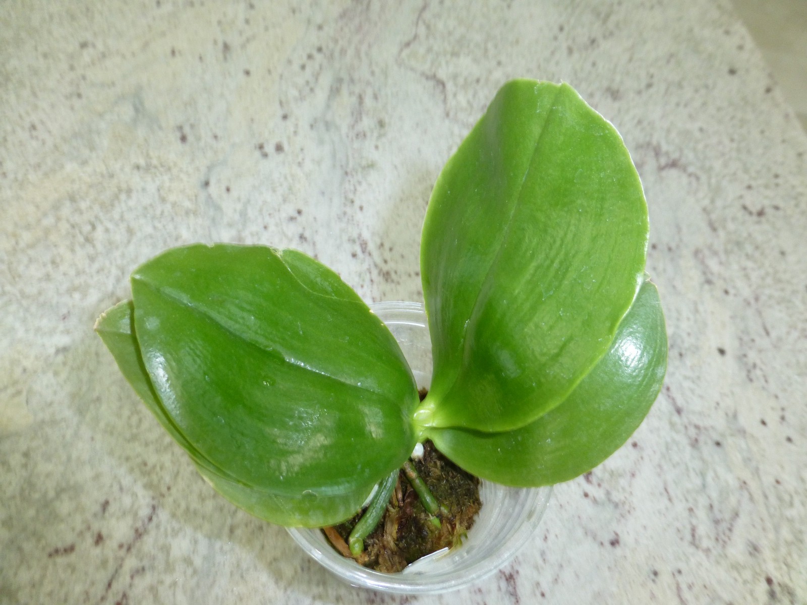 Fragrant Orchid Phalaenopsis Phal. Guadalupe Pineda ‘Yaphon’ In 2.5″ Pot