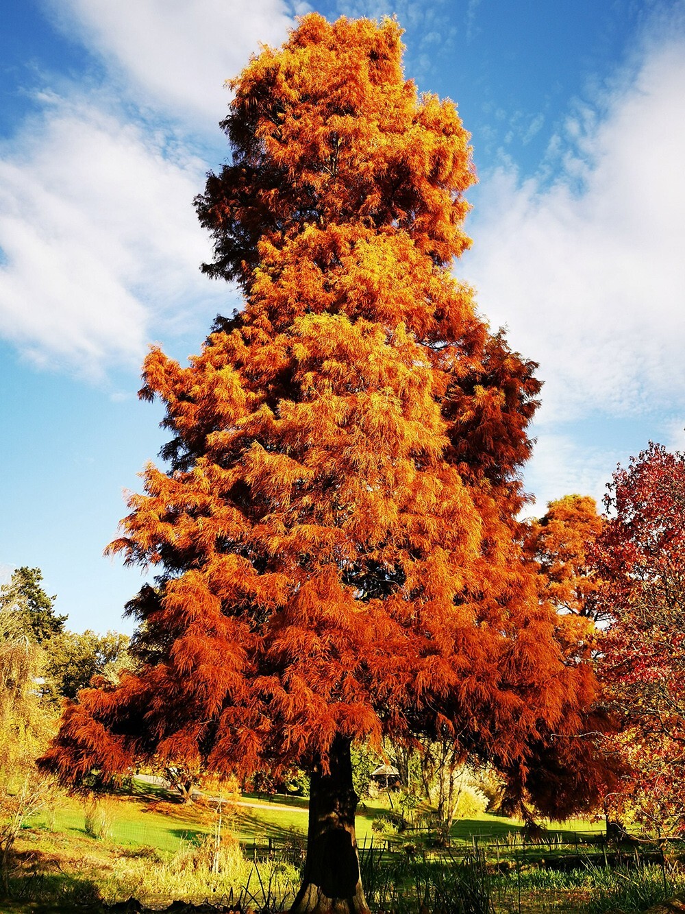 Southern Bald Cypress Tree | Premium Seeds | Taxodium distichum ‘Fall’ | Plants’