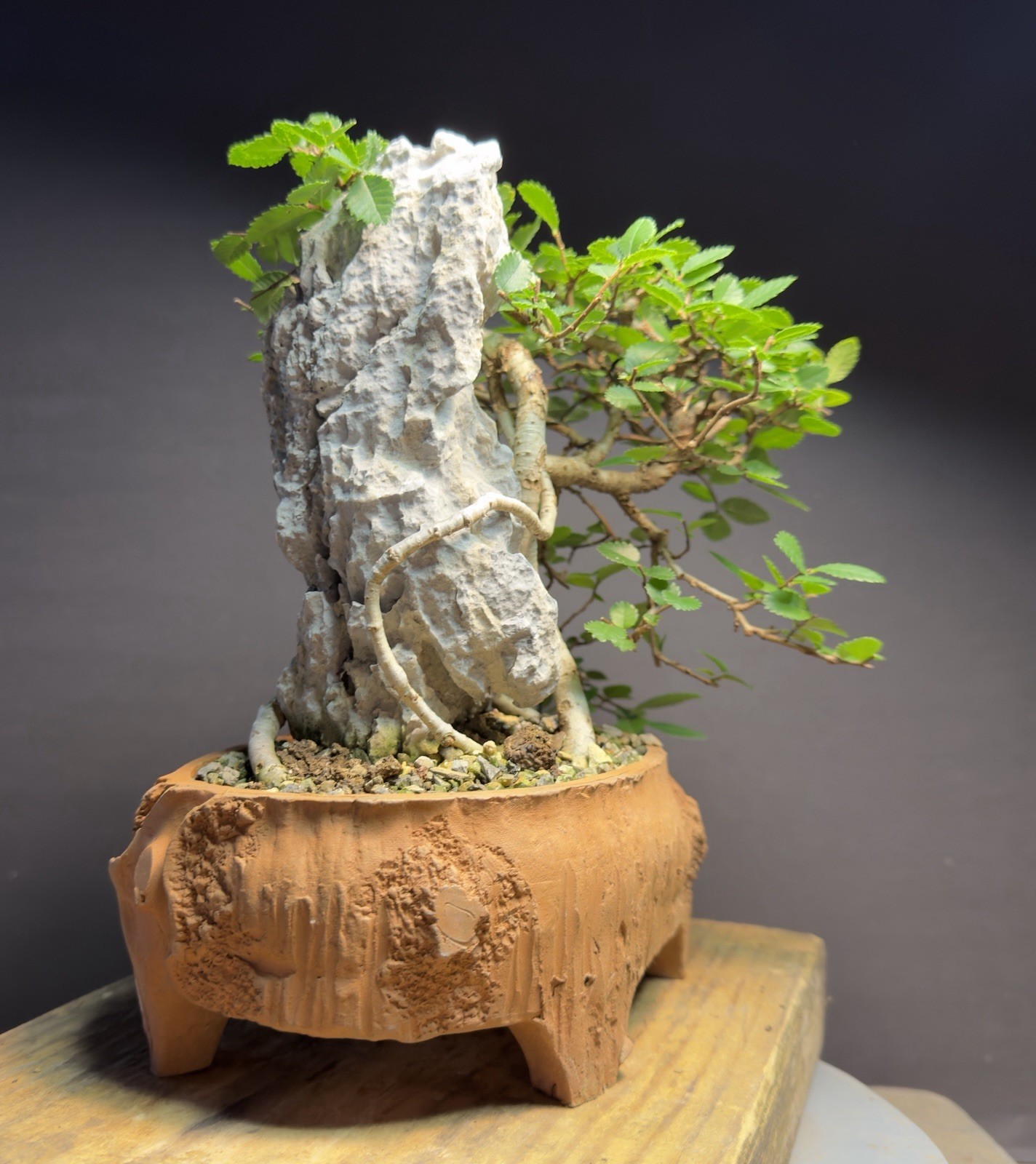 Bonsai Tree Dragon Style Chinese Elm root over rock 9.5” tall Chinese Pot
