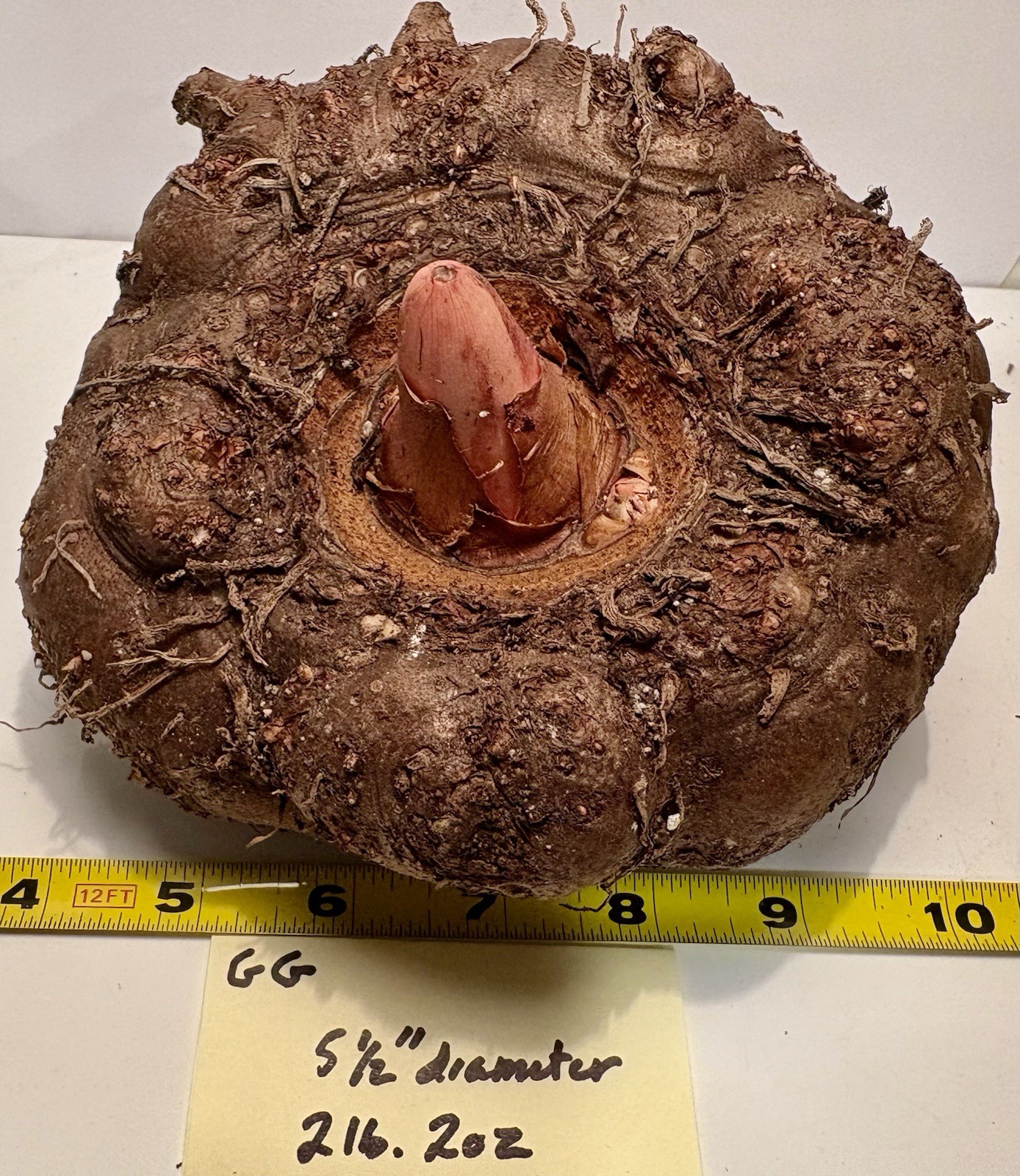 AMORPHOPHALLUS KONJAC ‘Gordon’s Gold’ 1 Dormant Bulb, (Voodoo Lily) Arisaema