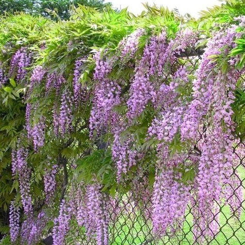 Blue Wisteria Live tree 3.5” in pot 8-14” tall