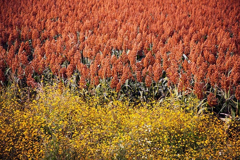 Mennonite Sorghum – 30 Seeds MAKE YOUR OWN SYRUP- CHICKENS LOVE THE SEEDS!