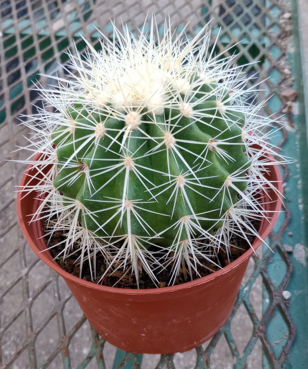 Echinocactus grusonii v. Albispina Golden Barrel Cactus White Spines 25