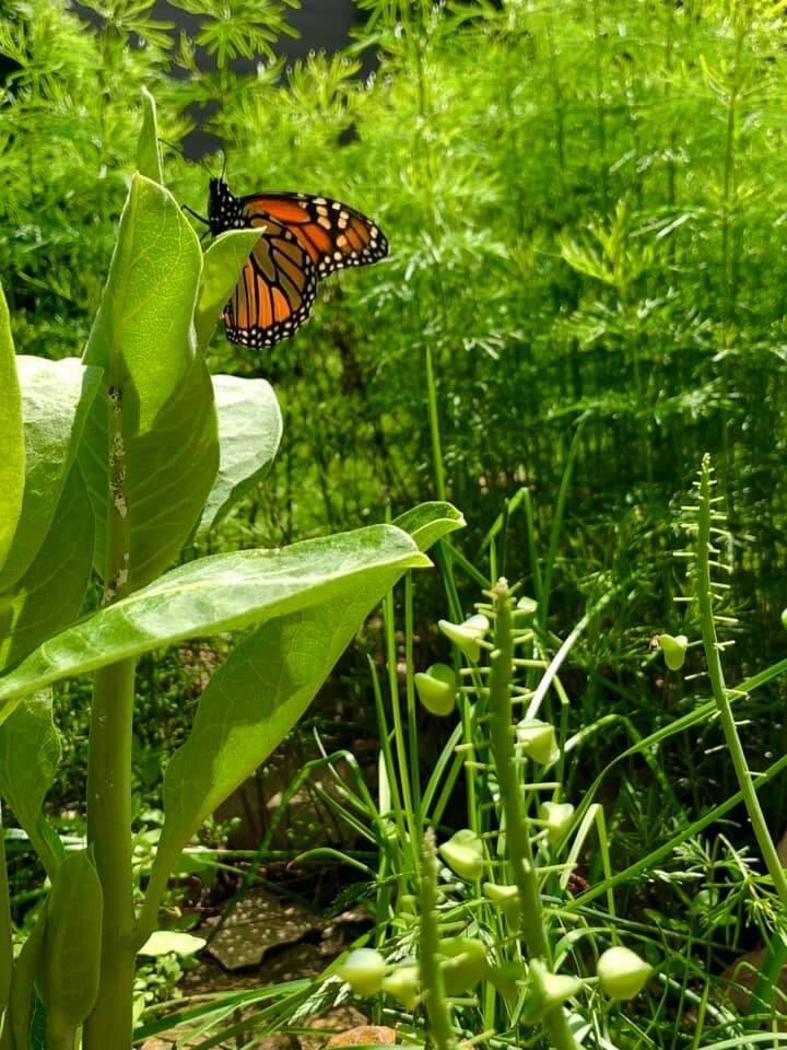 Common Milkweed 100+ seeds (Asclepias syriaca) Help Monarch Butterflies