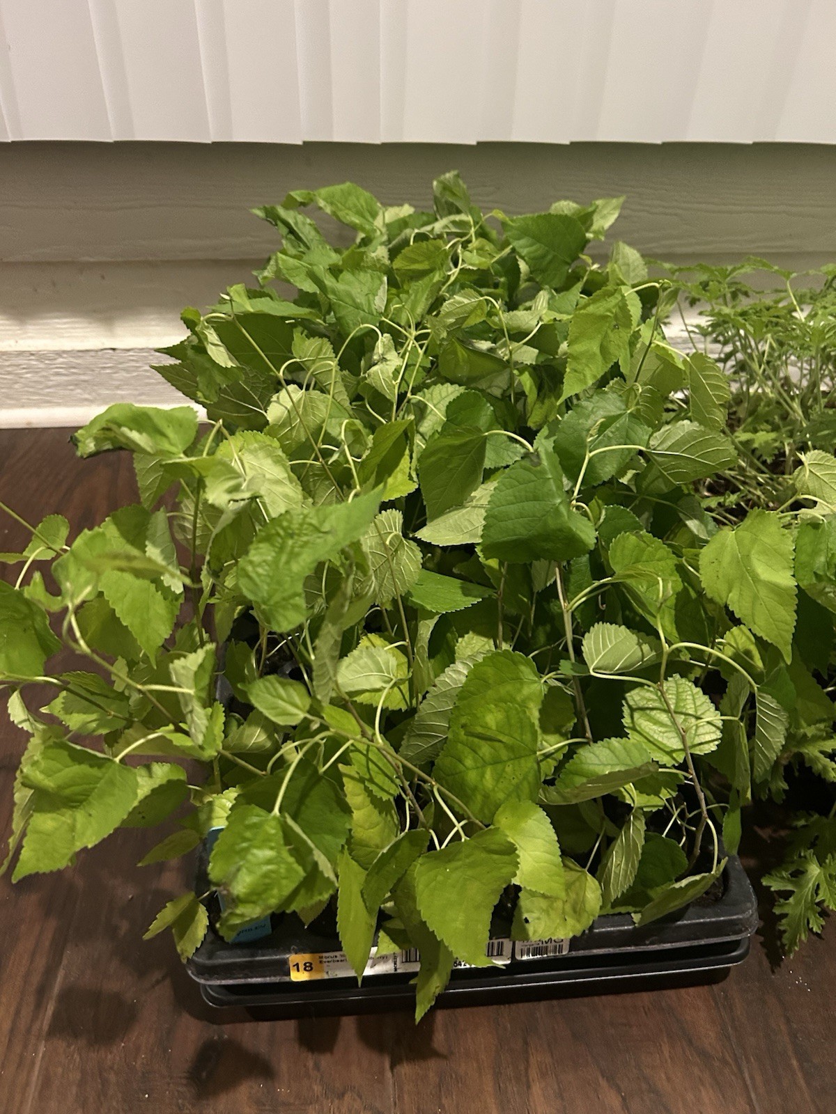 Illinois Everbearing Mulberry (Moris sp.)TC Plant Plug -4-8 in- Edible Fruit!!!