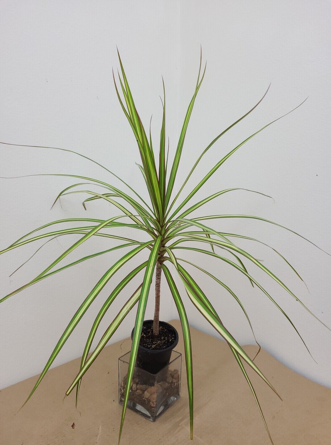 VARIEGATED DRACAENA KIWI +Free Heat Awesome Colored Dragon Tree COLORFUL
