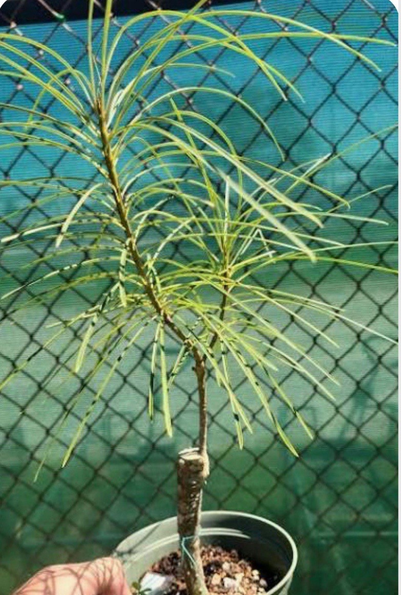 Plumeria Filifolia~Needle Leaf Plumeria~Well Rooted & Grafted Plant~Very Rare!
