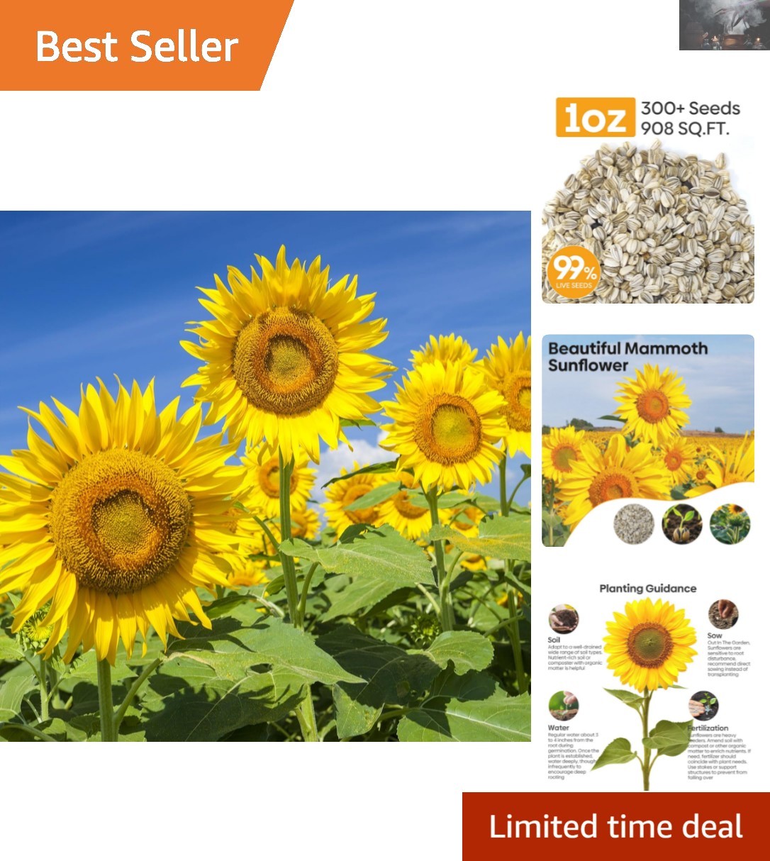 Giant Mammoth Sunflower Seeds – 6-12 FT Blooms, Drought Resistant, 300+ Seeds