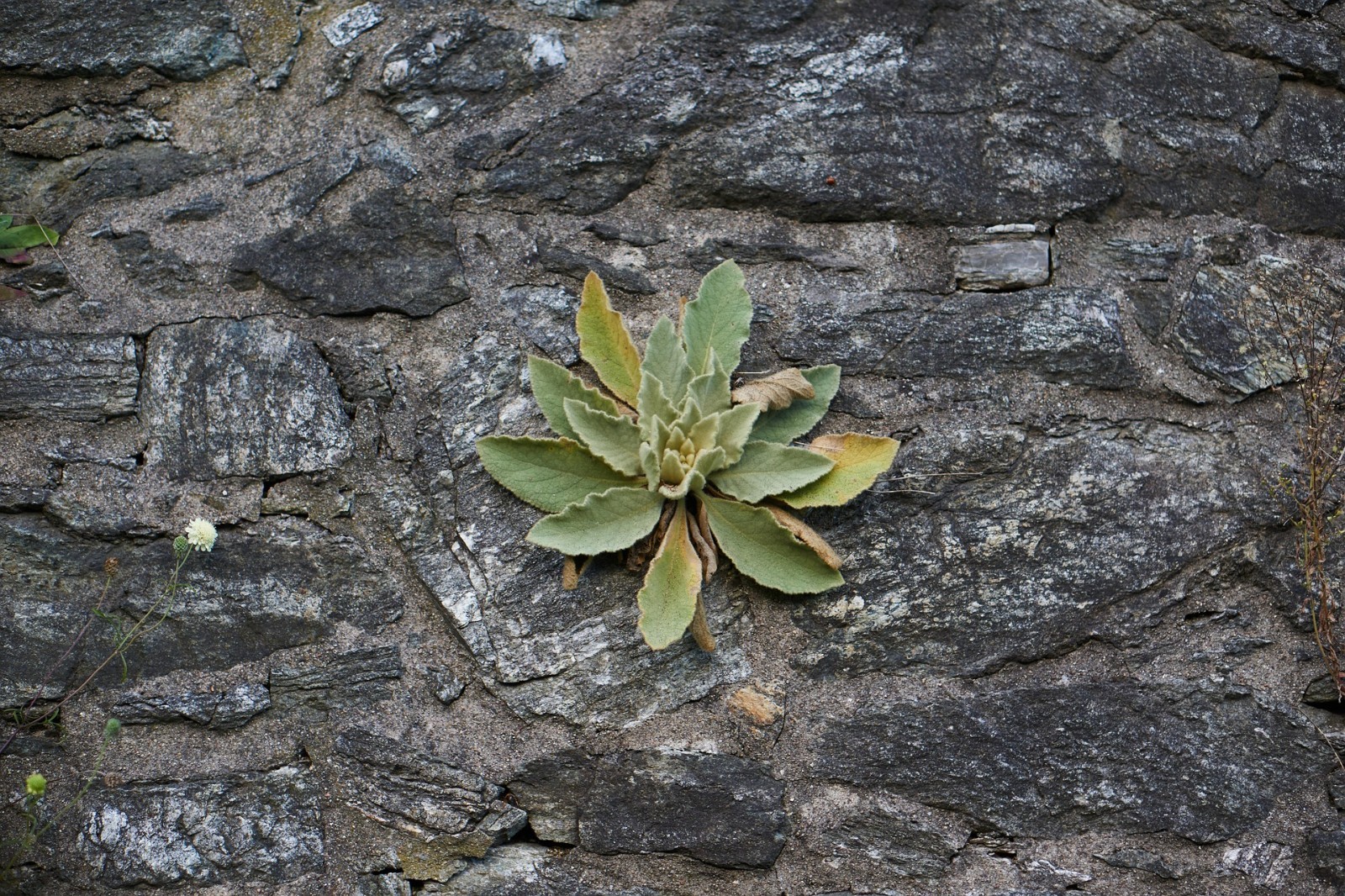 Mullein Starter Herb Plants – Live Common Mullein (Verbascum thapsus) – Organic