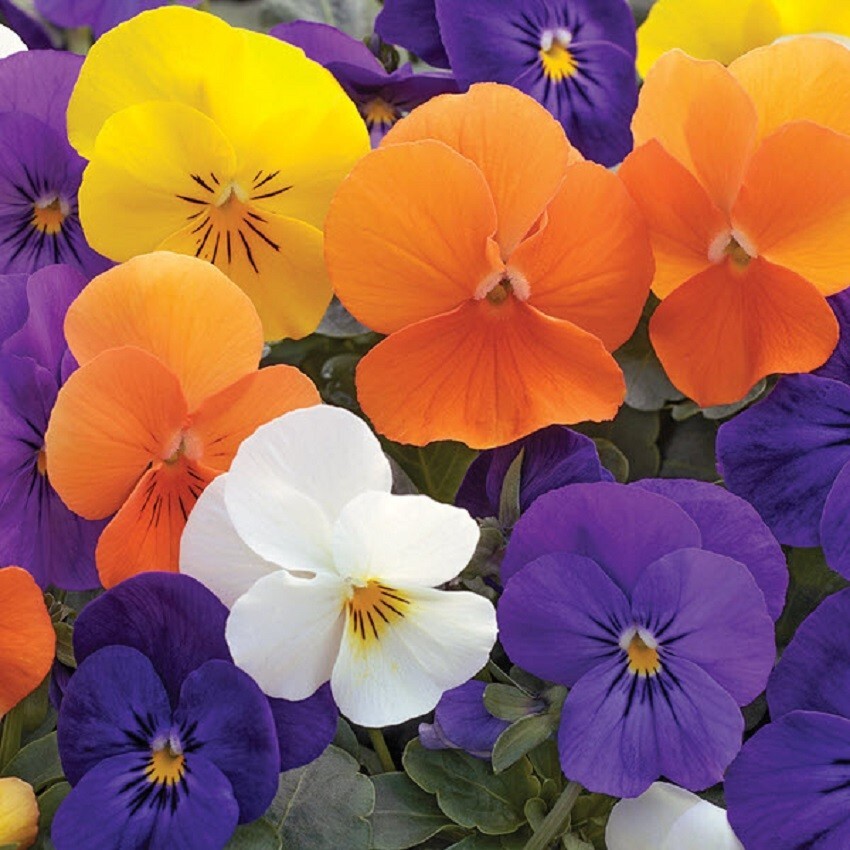 Viola Seeds 50 Seeds Penny All Season Mix Viola Cornuta