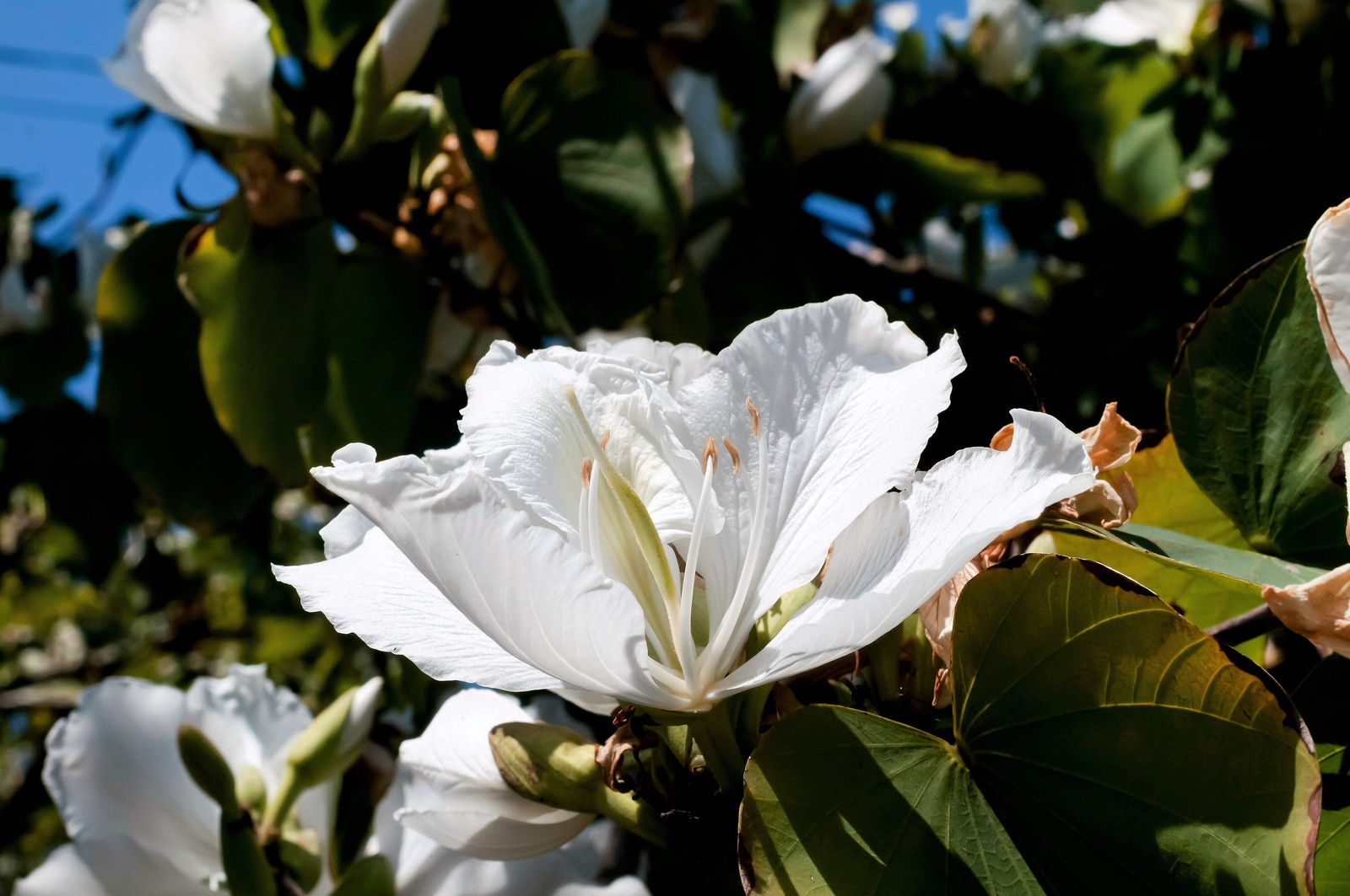 10 WHITE ORCHID TREE Bauhinia Alba Camel’s Foot Butterfly Flower Tree Seeds