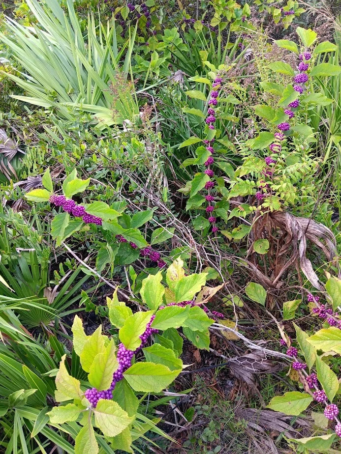 Florida Beautyberry Callicarpa Americana Live Plant!