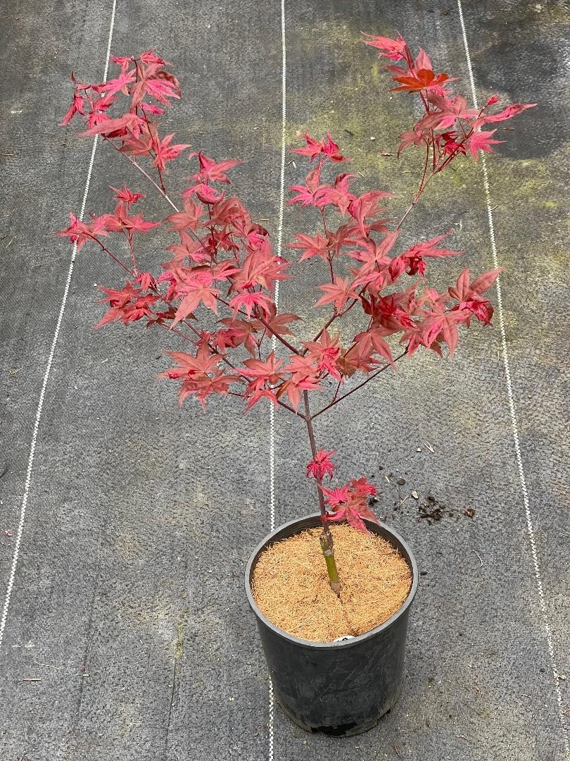 Acer palmatum ‘Noel’ (Noel Japanese Maple) Rare!
