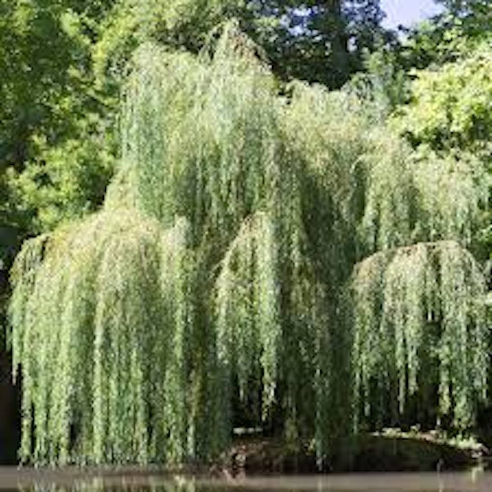 5 Weeping Willow Tree 12-24 Tall Salix babylonica Bare Root