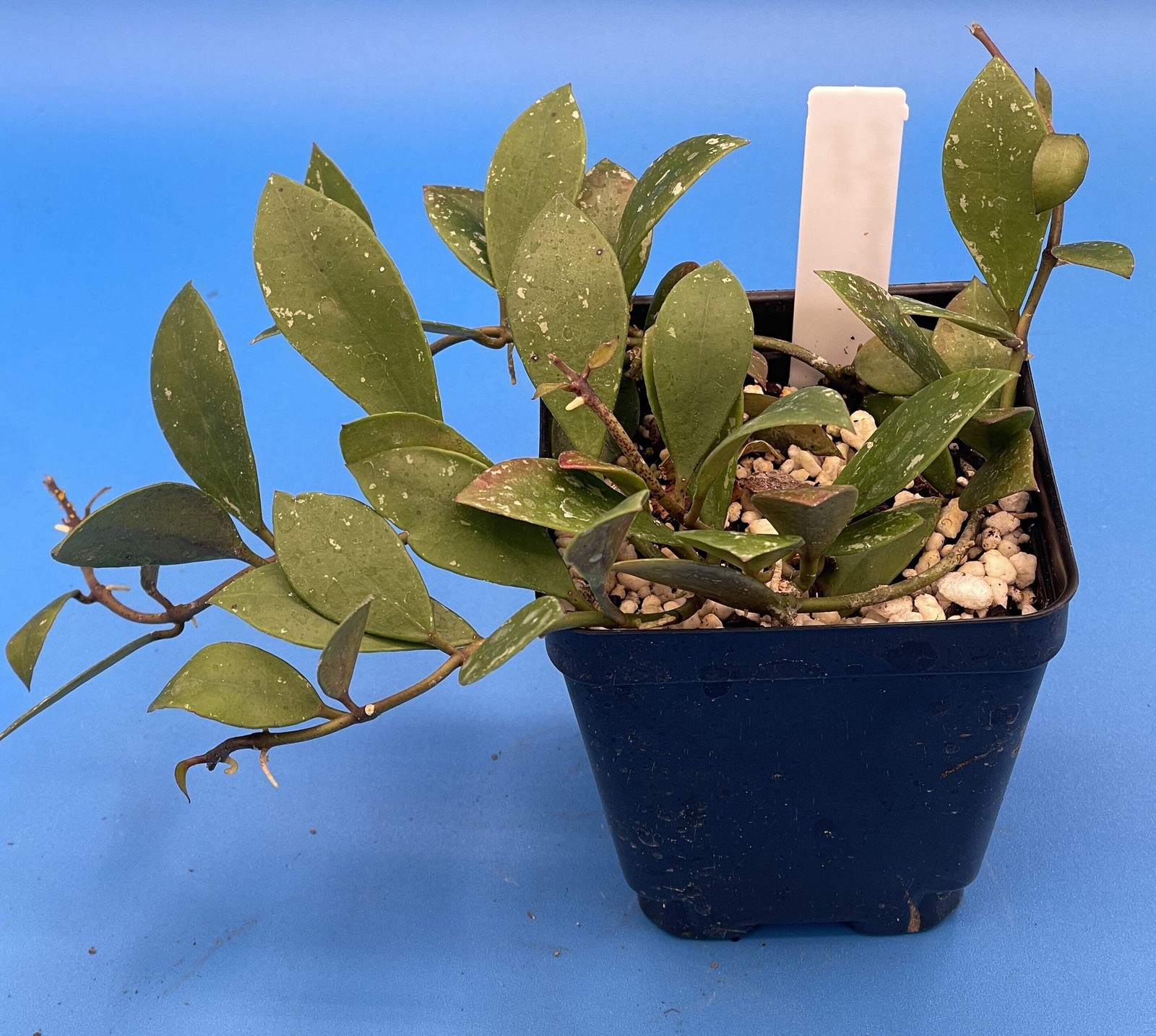 Hoya Sipitangensis – Rooted In 3.5″ pot – Multiple Nodes!