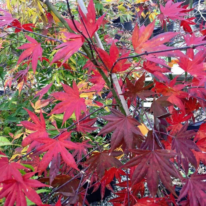 The Dragon Tears Japanese Maple Tree with Low Branching Effects~15 Seeds
