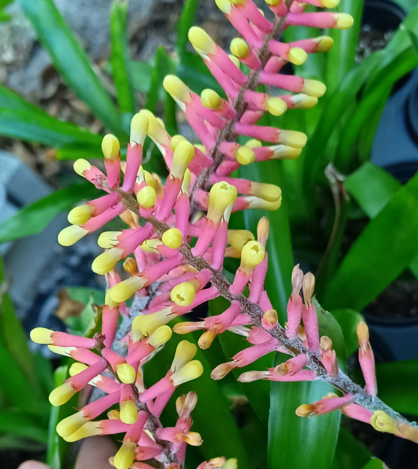 BUY 4 SAVE 15% BROMELIAD Aechmea KERTESZIAE Yellow Orange Matchstick Offset