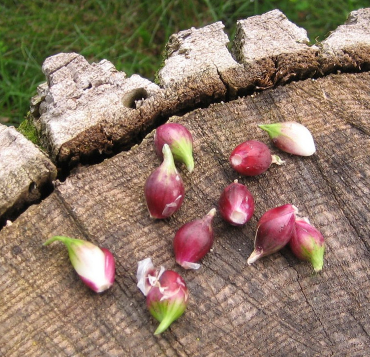 10 Kitchen Nippers Egyptian Onions Catawissa Winter Walking Topset Walking Sets