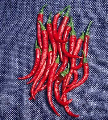 Pepper Hot Cayenne Long Red Thin 500 seeds