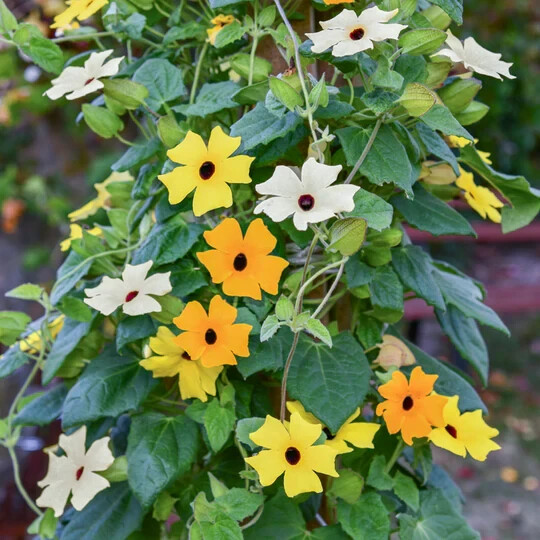 Black Eyed Susan Vine Mix – 10 Seeds – Deer Resistant – Thunbergia Alata
