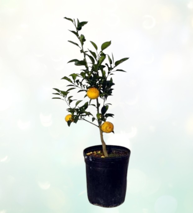Japanese Yuzu Lemon Tree Semi-Dwarf 24-36″ Live Plant Self-Fruitful Citron 2Gal