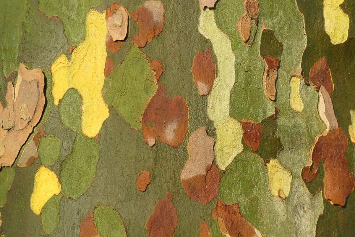 50 London Plane Tree Seeds – Platanus acerifolia – Exotic Bark Peels for Color