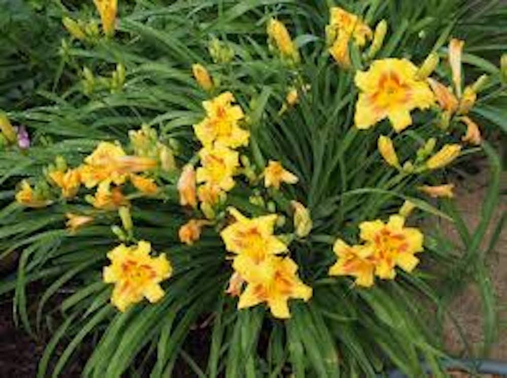 5 Black Eyed Stella Daylily Perennial Bare Root Hemerocallis