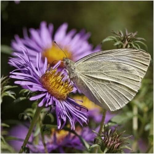 3 – New England Aster Seeds For Planting (Aster novae-angliae) 1,250 Seeds Per P