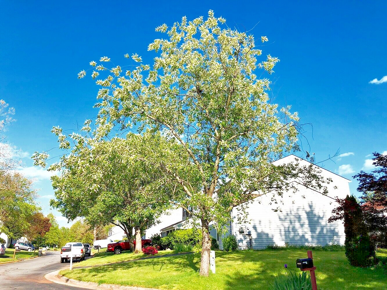Wild Black Cherry Tree | Premium Seeds | Prunus serotina ‘Spring’ | Plants’®