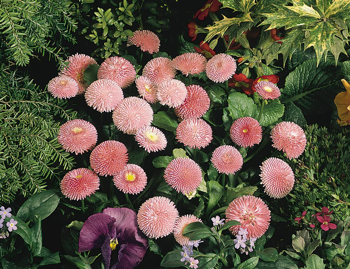 Bellis Seeds Bellis Tasso Pink 25 Seeds English Daisy Flower Seeds Pelleted Seed