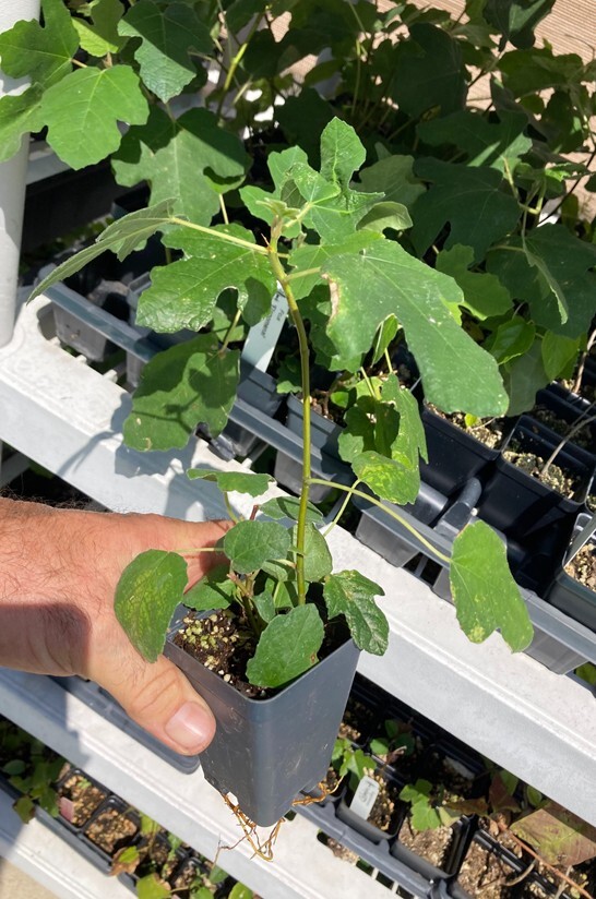 Fignomenal Dwarf Fig Tree – Dwarf Fig Plant – Self Fertile