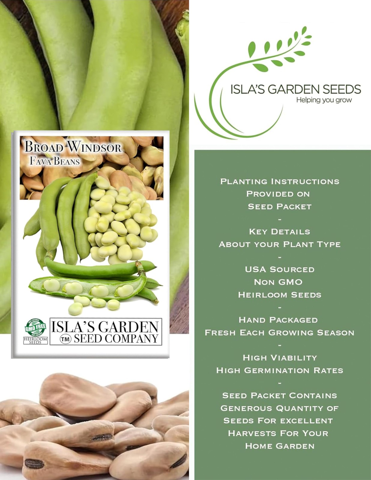 “Broad Windsor” Fava Bean Seeds for Planting, 25 Heirloom 25 seeds, Green