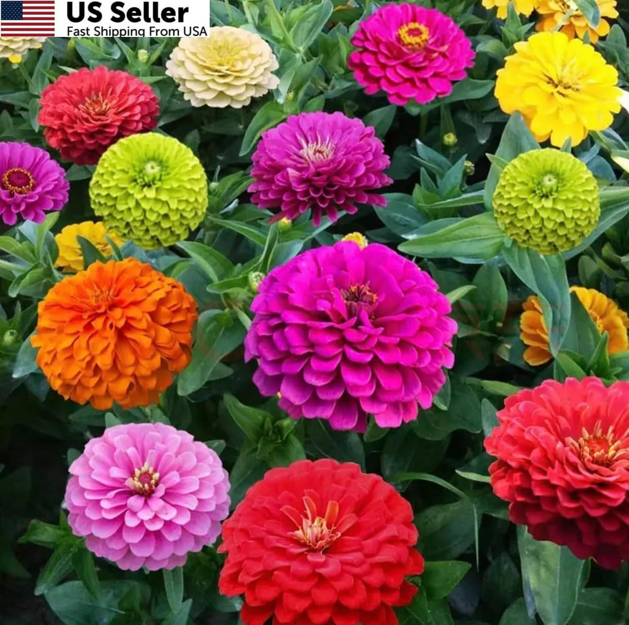 1200+ Crazy Blend Zinnia Seeds for Planting, Heat & Drought Mixed Color