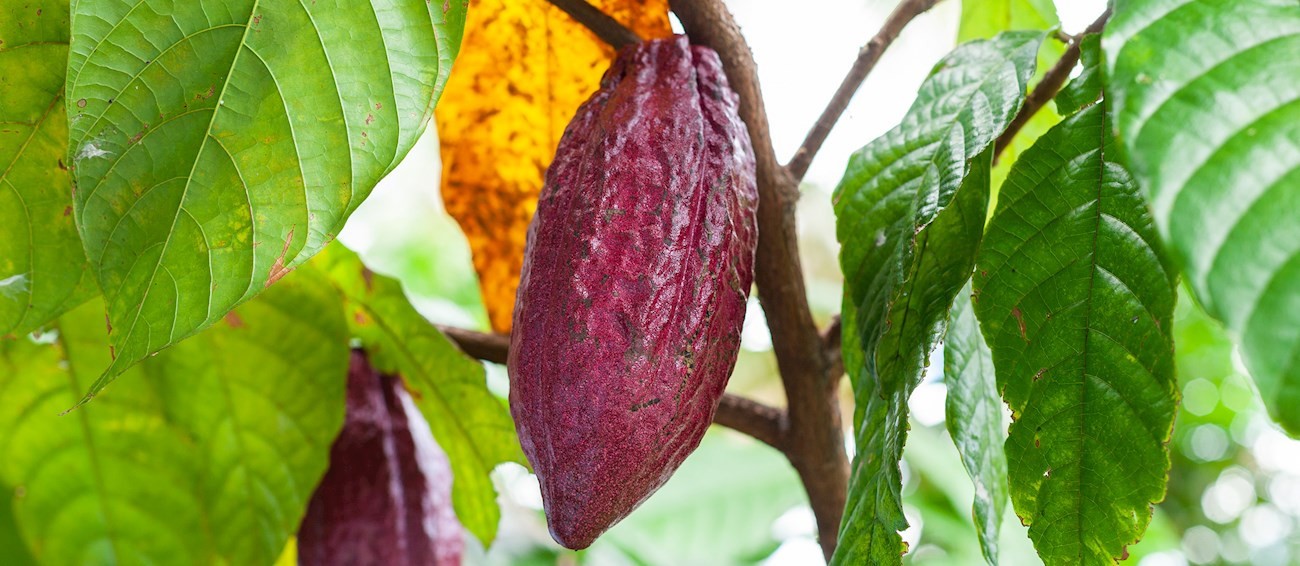 1 ORGANIC PACK PREMIUM FRESH WHOLE COCOA POD EXOTIC FRUIT FREE SHIPPING