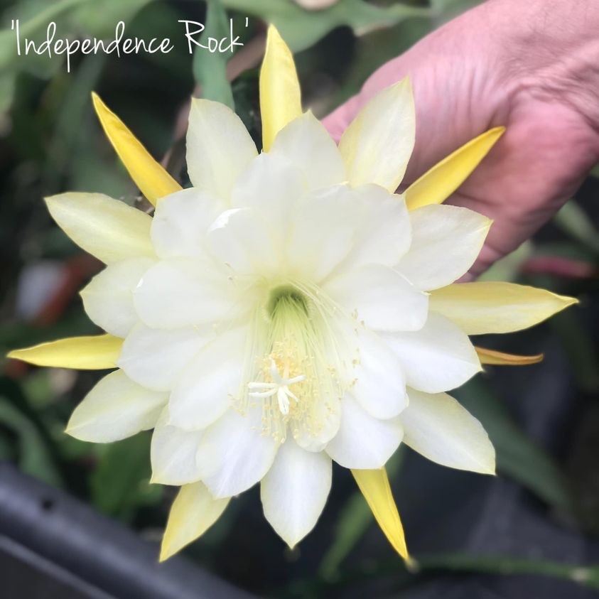 Epiphyllum, Orchid Cactus, ” INDEPENDANCE ROCK “, Don’s Quart pots JULY/2