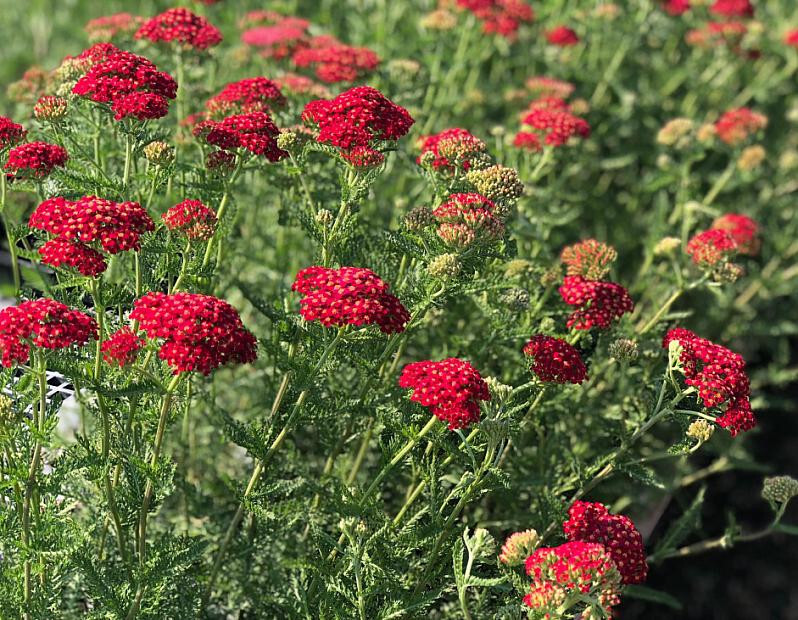 Yarrow Paprika 25 Plants in 3-1/2 inch Pots