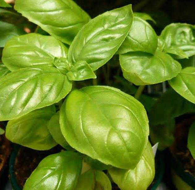 200+ Genovese Basil Seeds, Heirloom NON-GMO, Always Fresh Seeds for Your Garden