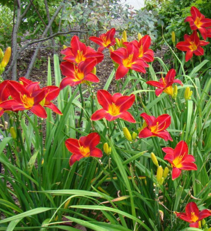 Set 5 Red Volunteer Daylily Roots – Hemerocallis – Hardy Perennial Flowering