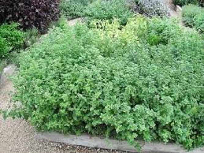 Premium Greek Oregano – Fresh Organic Heirloom Seed – Buy any 3 var, 20% off!