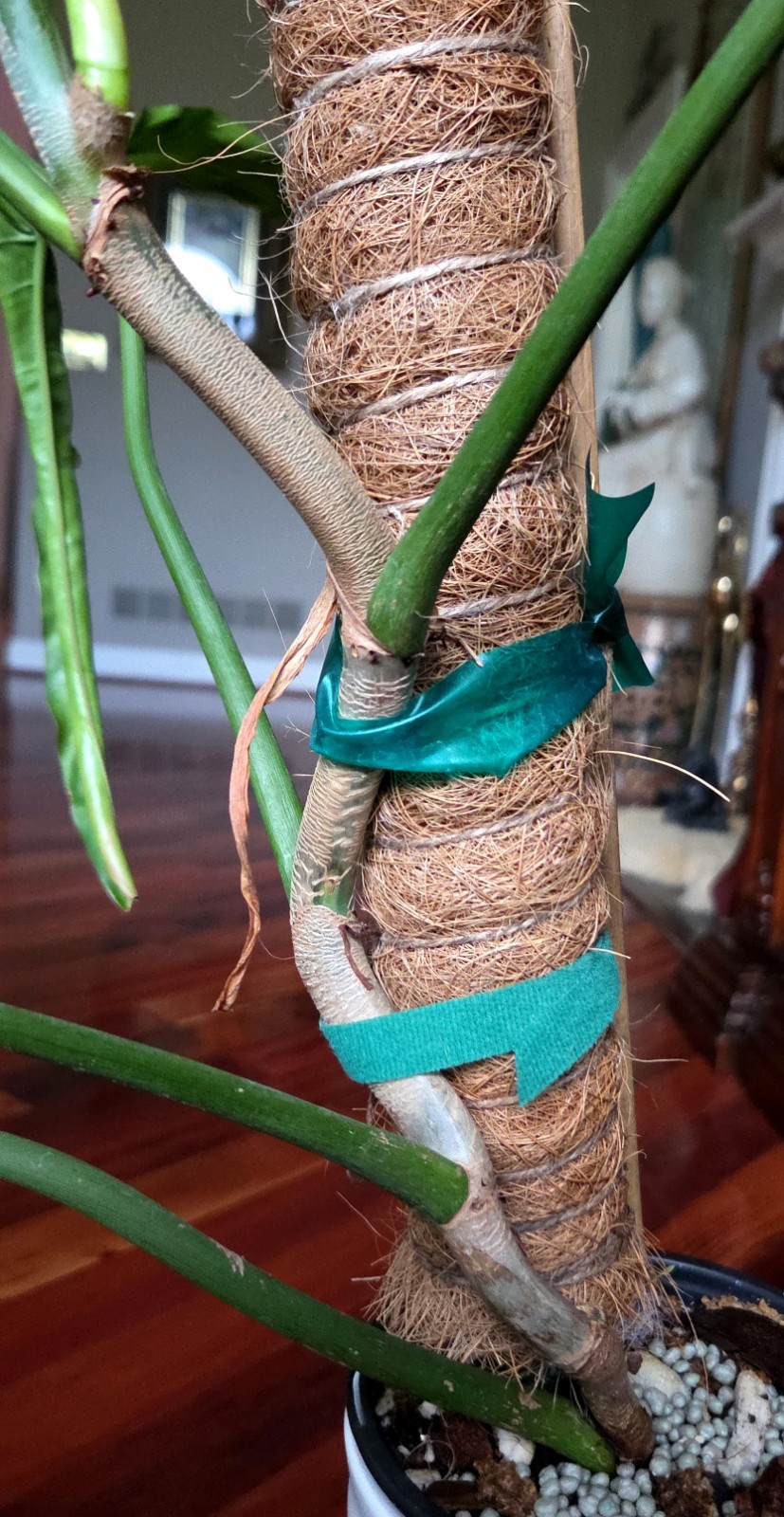 RARE XL Philodendron Pinnatilobum X Paloraense 26″ Tall Not Monstera Anthurium