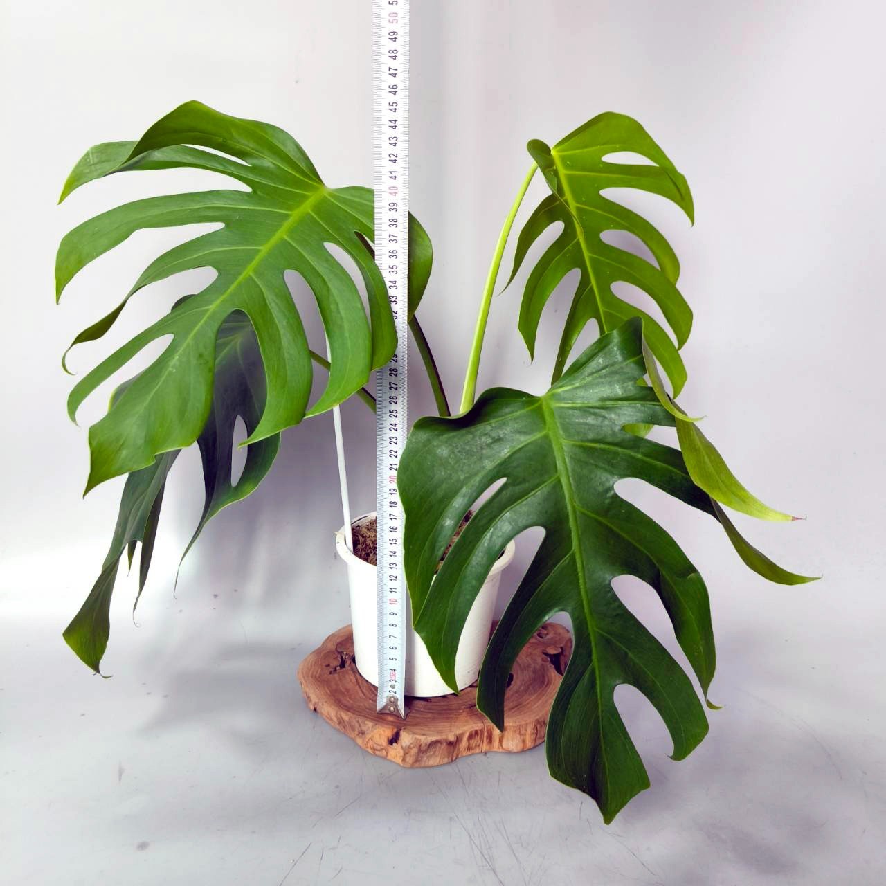Monstera serrana Mexico form +++ Free Phytosanitary Certificate
