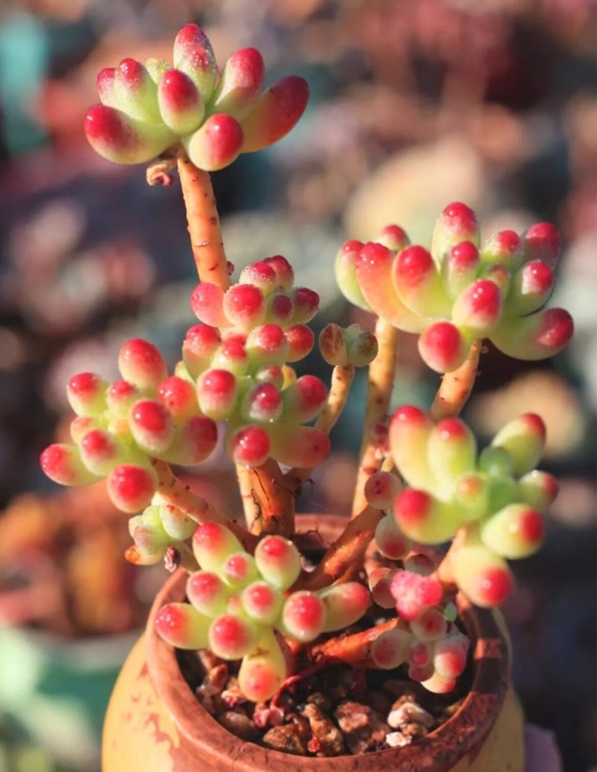 Rare Succulent Sedum Pachyphyllum 2-3 Inches Easy Care Live Plant Cutting