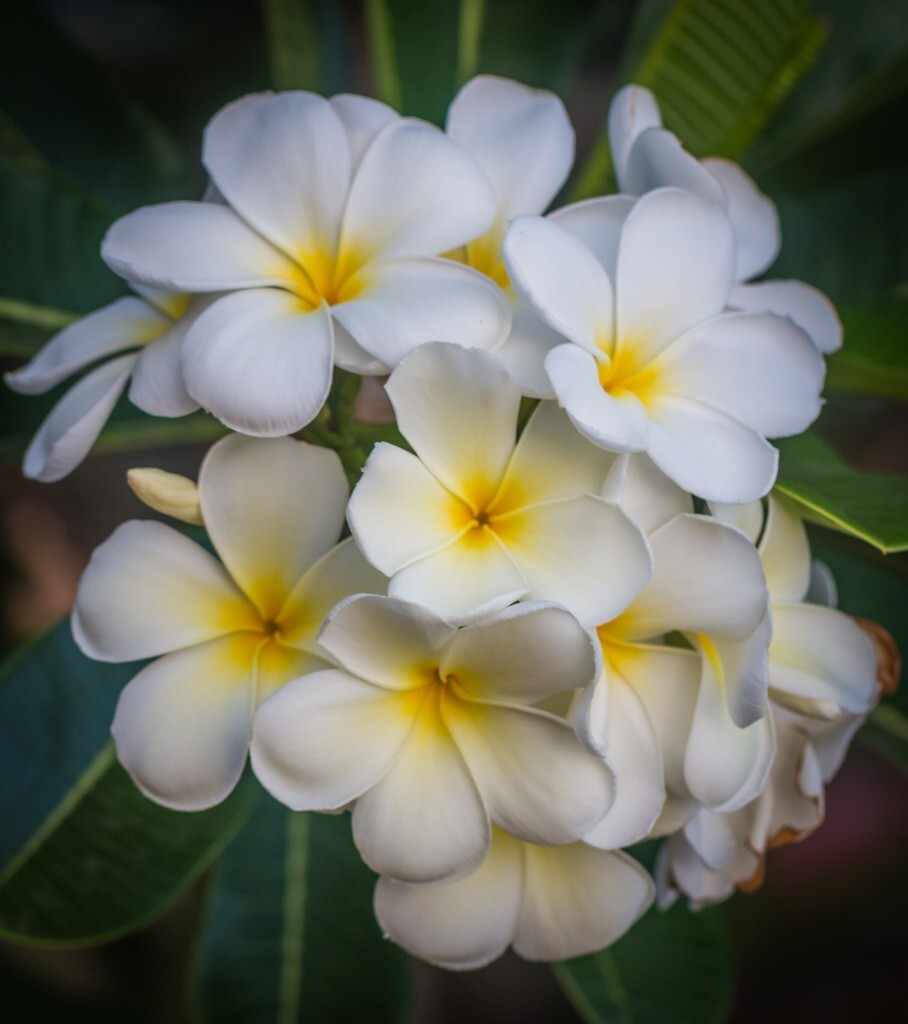 Plumeria Cuttings 12″ Exotic & Tropical White and Yellow – Ready to Root!