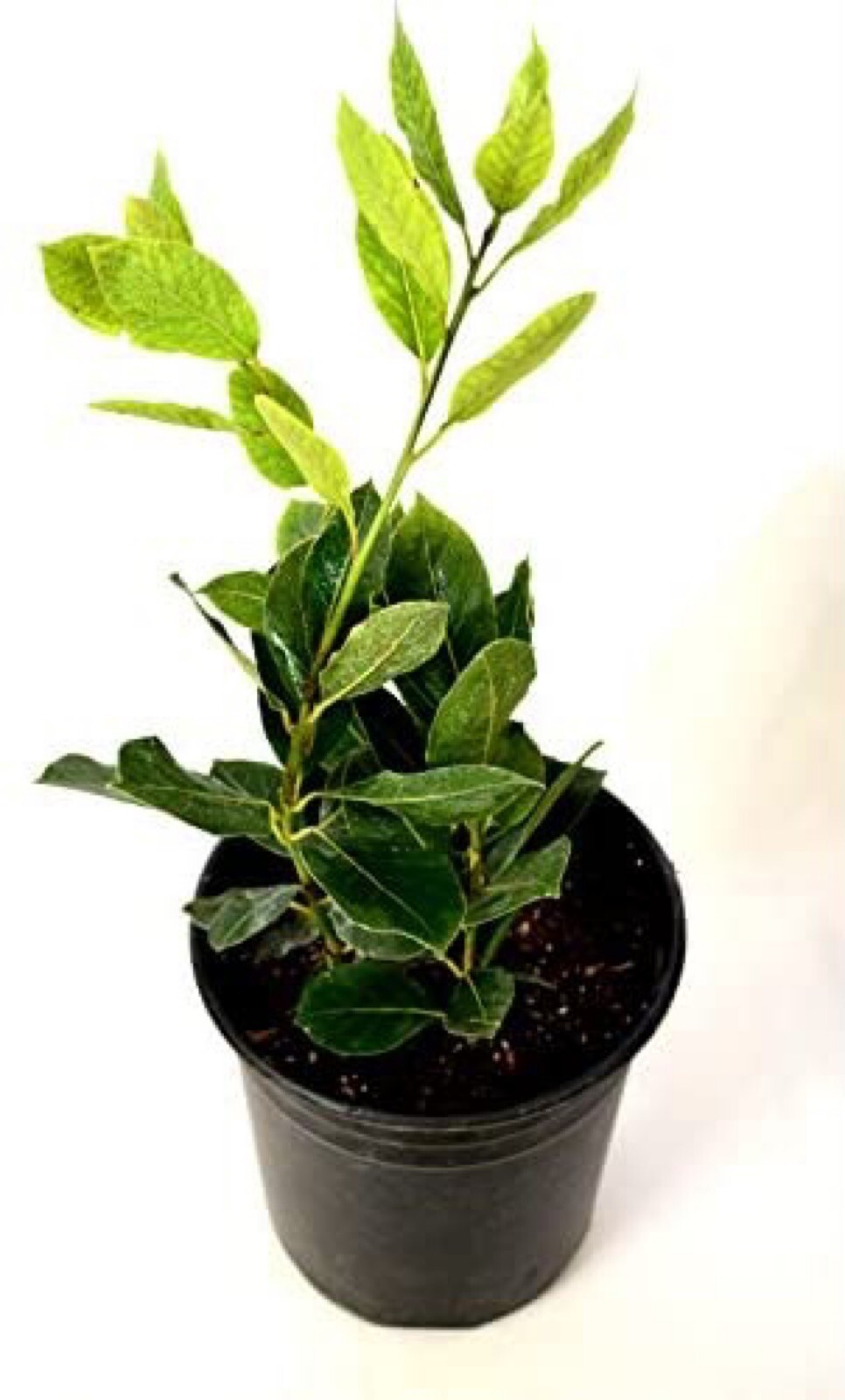 Bay Leaf (Laurus nobilis) 4” pot size