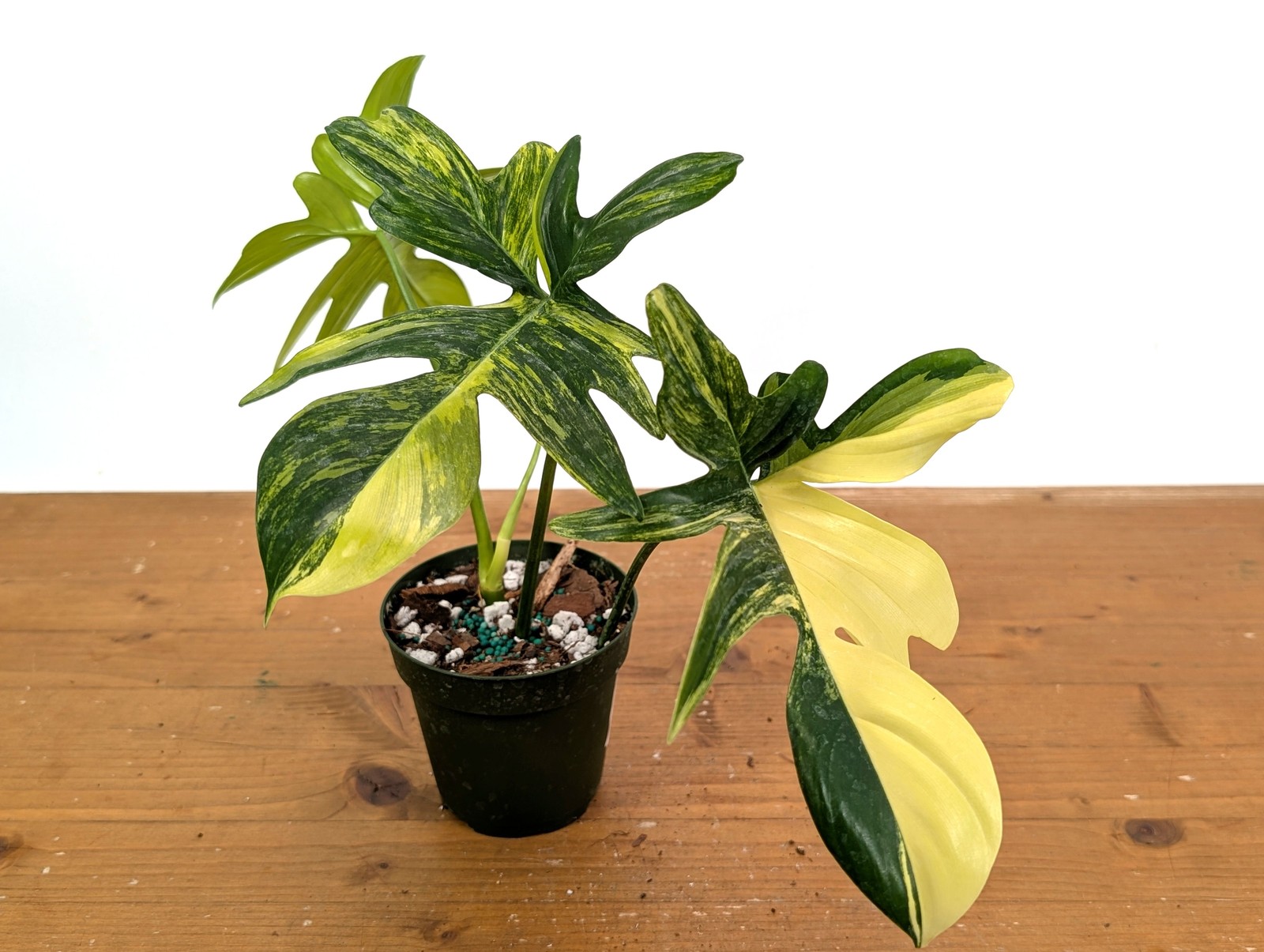Philodendron Pedatum Variegated – Exact Plant #52A Exact Plant 4″ Pot: #52A